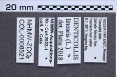 Etiketten zu Denticollis linearis (Linnaeus, 1758) (NHMW-ZOO-COL-0008521)